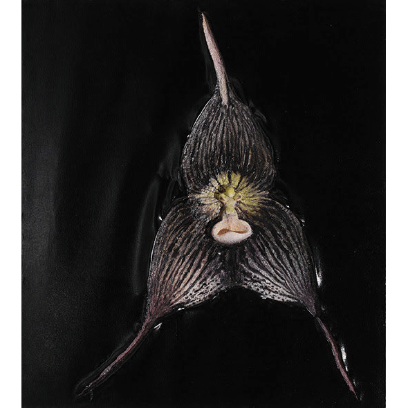 Paweł Matyszewski, Dracula orchid 4 - Czarna Madonna